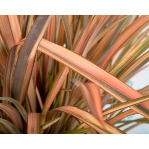 Phormium "Pink Flamingo" 10L Deco 12-14 70/90