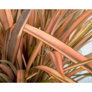 Phormium "Pink Flamingo" 10L Deco 8-10 50/70