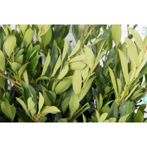Distylium myricoides "Blue Cascade" ® 10L Deco 30/35 DP 50/55