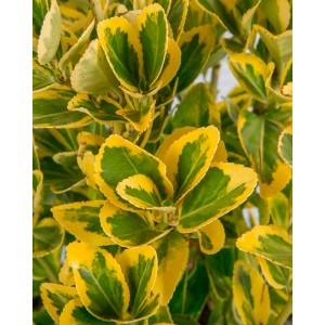 Euonymus japonicus "Aureomarginatus" 3L 20/25