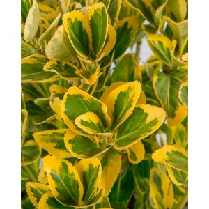 Euonymus japonicus "Aureomarginatus" 3L 25/30