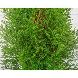 Thuja occidentalis "Esmeralda" 2.5L Deco 40/50