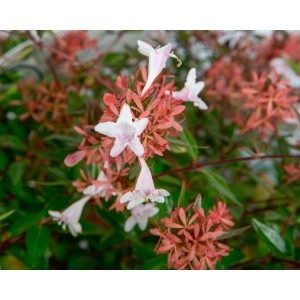 Abelia x grandiflora 10L 30/40