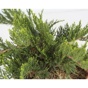 Juniperus sabina "Tamariscifolia" 2.5L DP 30-40