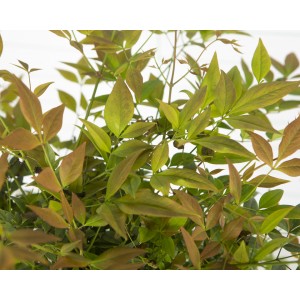 Nandina domestica 10L 30/50