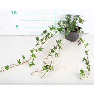 Hedera helix "Miniata" V8 10/20
