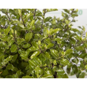 Pittosporum tenuifolium "Pompom" 10L 25/35