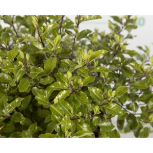Pittosporum tenuifolium "Pompom" 2L 20/25