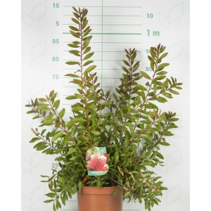 Callistemon citrinus "Splendens" 10L 40/50