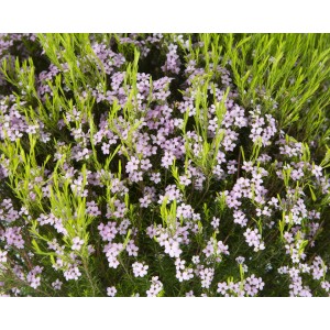 Diosma hirsuta "Pink Fountain" 5L 20/25