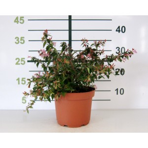 Abelia "Edward Goucher" 2.5L 10/15