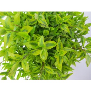 Abelia x grandiflora "Kaleidoscope"® 5L