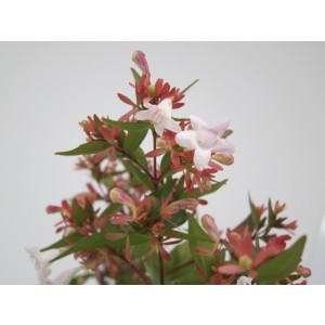 Abelia x grandiflora 2L 20/30