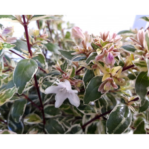 Abelia x grandiflora "Lucky Lots"® ® 2.5L 20/25