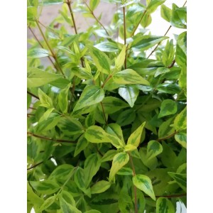 Abelia x grandiflora "Kaleidoscope" ® 5L 30/40