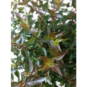 Abelia x grandiflora "Postrata" 5L 30/40