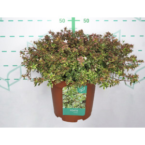 Abelia "Variegata" 10L 40/50