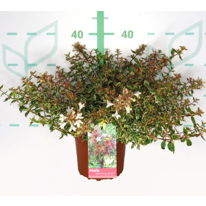 Abelia "Variegata" 2.5L 20/25