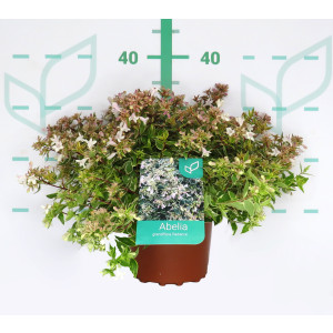 Abelia "Variegata" 2.5L 20/25  "Radiance"