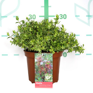 Abelia "Variegata" 2.5L 20/25 "Sparkling Silver"