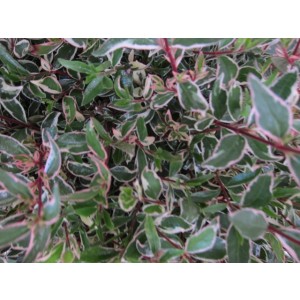 Abelia x grandiflora "Variegata" 2.5L 20/ 25