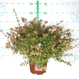 Abelia "Variegata" 5L 25/30 "Sparkling Silver", "Radiance"