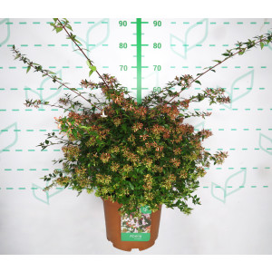 Abelia x grandiflora 10L 50/60