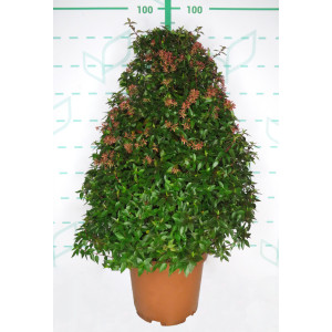 Abelia x grandiflora 10L Piramide 60/70