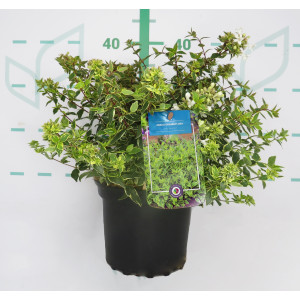 Abelia x grandiflora "Jelly Beans"  ® 2.5L 20/25