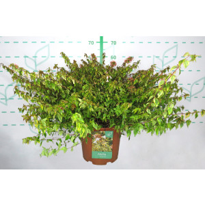 Abelia x grandiflora "Kaleidoscope" ® 10L 30/40