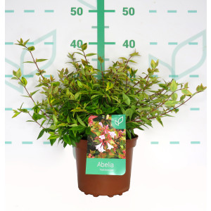 Abelia x grandiflora "Kaleidoscope" 2.5L