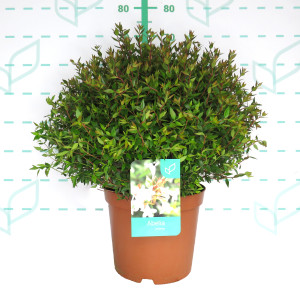 Abelia x grandiflora "Postrata" 10L 25/30