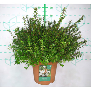 Abelia x grandiflora "Postrata" 10L 40/50
