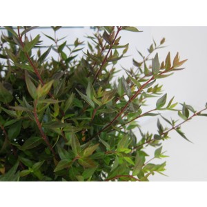 Abelia x grandiflora "Postrata" 2.5L 20/25