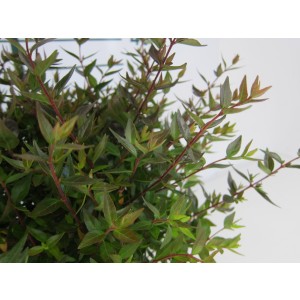 Abelia x grandiflora "Postrata" 2L 30/40