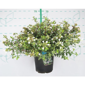 Abelia x grandiflora "Steredenn" ® 2.5L 20/25