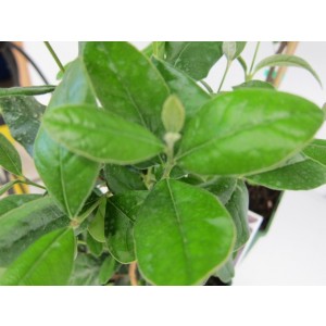 Feijoa sellowiana 5L 30/40