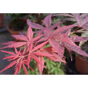 Acer palmatum "Atropurpureum" 10L Deco 90/100