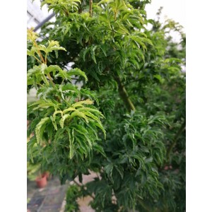 Acer palmatum "Crispii" 50L 100/120 DP 90/120