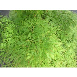 Acer palmatum "Dissectum Viridis" 15L Deco Ht 100 100/130 DC 80/90