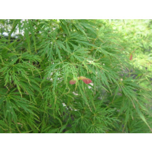 Acer palmatum "Dissectum Viridis" 35L Deco Ht 110 140/150