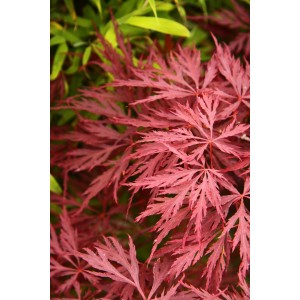 Acer palmatum 160L Tarrina 240/260