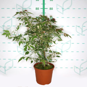 Acer negundo "Flamingo" 5L Deco 40/60
