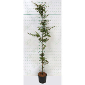 Acer palmatum 10L 130/150