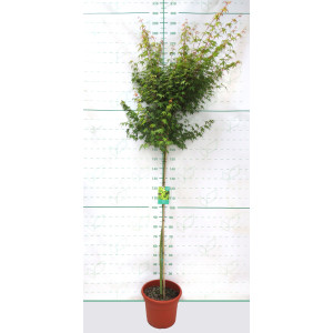 Acer palmatum 25L Deco Ht 150 210/220 Ø6-8