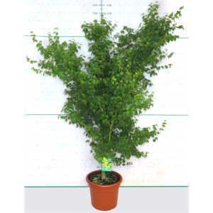 Acer palmatum 35L Deco 210/240