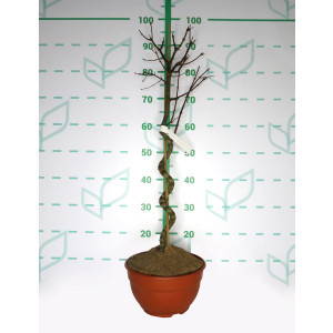 Acer palmatum 5L Tarrina Ht 40 70 Espiral