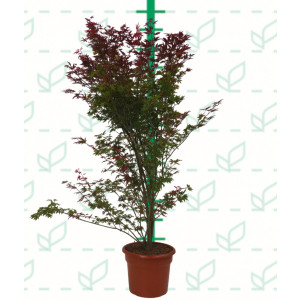 Acer palmatum "Atropurpureum" 35L Deco 200/220