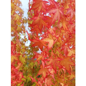 Acer palmatum 285L Ht 180/200 400/450 Ø20-25