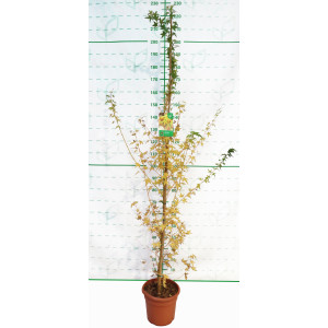 Acer palmatum "Bi-Hoo" 10L Deco 120/140